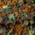gamers-grass-grass-tufts-2-mm-copper-brown-tufts-wild.jpg