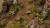 gamers-grass-laser-plants-dumb-cane-difenbachia.jpg
