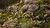 gamers-grass-laser-plants-deer-fern-podrzen-zebrowiec.jpg