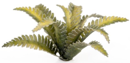 gamers-grass-laser-plants-deer-fern-podrzen-zebrowiec-flower.jpg