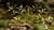 gamers-grass-laser-plants-deer-fern-podrzen-zebrowiec-sets.jpg