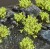 green-shrub-tufts (1).jpg