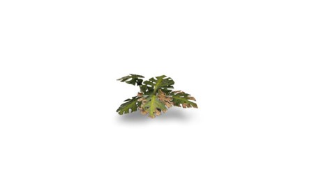 gamers-grass-laser-plants-monstera-zawartosc-4.jpg