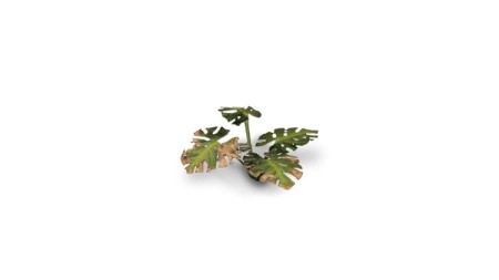 gamers-grass-laser-plants-monstera-zawartosc-3.jpg