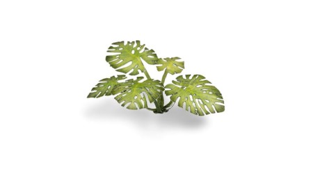 gamers-grass-laser-plants-monstera-zawartosc-2.jpg