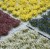 gamersgrass-wild-flower-set-mixed.jpg