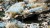 gamers-grass-trawa-alien-frost-6-mm-wild.jpg