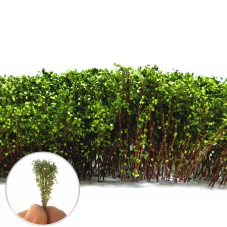 ShrubberyGreen.jpg
