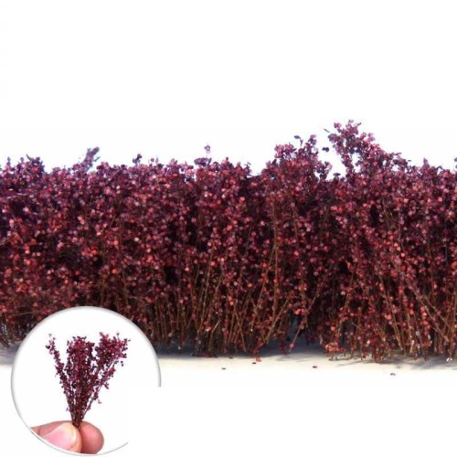 Przejdź do produktu Tall Shrubbery - Autumn Purple