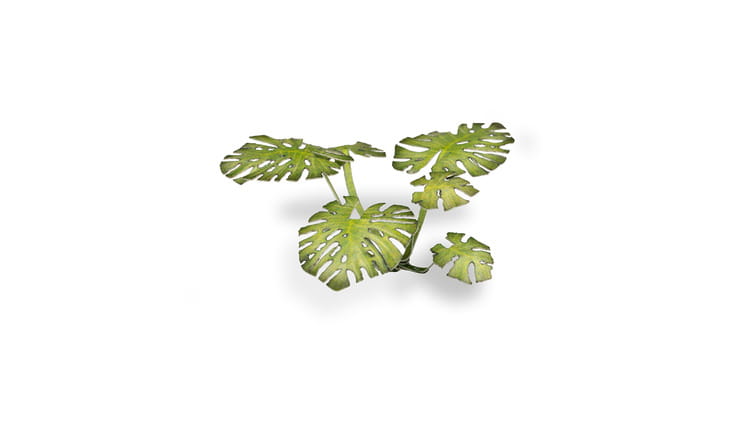 gamers-grass-laser-plants-monstera-zawartosc.jpg